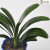 孙凯（SUNKAI）君子兰花卉植物办公室室内绿植客厅圆头和尚 2-3片叶子