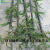 紫竹苗别名墨竹黑竹乌竹庭院园林绿化植物竹子竹苗观叶观茎植物 粗约1.5厘米 不含盆