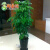 御春阁 幸福树富贵树 绿色植物办公室绿植花卉室内植物盆栽盆景 不含盆 丛生1.2-1.4米