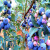 美外种苗蓝莓树苗 当年结果盆栽地栽果树苗 蓝莓树苗 蓝莓苗 南北方种 都克 6年苗