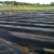农用地膜 农用地膜白地膜 反光膜 塑料薄膜 除草膜 缠绕膜 加厚黑地膜1.4丝80厘米宽625米