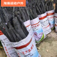 阿尤布青冈木炭青钢炭青杠树碳烧烤用品烧烤炭木炭金刚木炭取暖户外野炊 1斤装青冈炭