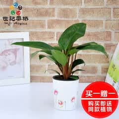 花草盆栽购买