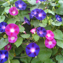 一播大地 牵牛花种子 混色 爬山虎苗爬藤绿植阳台庭院种植喇叭花籽易种 大牵牛种子混色一斤
