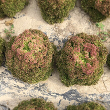 寿禾 生菜种子四季播紫色易种冬季蔬菜莱种圆奶油紫叶家庭种植速生寿光菜籽叶菜种籽 多彩彩色生菜种子 10g