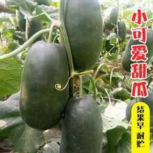 小可爱甜瓜种子 香瓜甜瓜种籽黑皮齁甜水果春季四季 10克原装约600粒