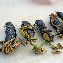 大睡莲池塘大缸养殖水生植物睡莲根茎种根根块水养花卉鱼池除异味子午莲花种子家庭盆栽观赏 混色睡莲种苗 三个