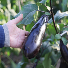 寿禾 黑豹长茄种子苗家庭种植茄子黑色油亮 高产春冬季播种紫黑色阳台盆栽种菜四季蔬菜寿光菜种种籽菜籽 黑豹长茄种子 100粒原装