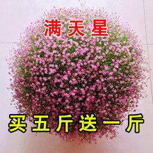 花卉种子花籽格桑花波斯菊百日草野花组合硫华菊金鸡菊四季种植易活开花不断花海种植卓天 满天星种子半斤