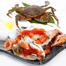 【活鲜】马可夫 螃蟹鲜活 青蟹 梭子蟹 河蟹 红膏蟹 红鲟 全母蟹 生鲜蟹类 2只装