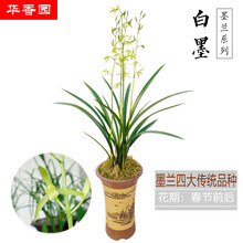 华香园绿植花卉 兰花苗 浓香墨兰【白墨】不带花苞 办公室内盆栽盆景耐阴优雅植物多肉蝴蝶兰 白墨 1棵4苗 不带花苞  裸根发货