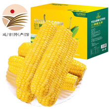 甜糯玉米东北新鲜黄糯玉米棒真空包装新黑玉米粒非转基因方便速食 黄糯玉米礼盒10穗装*1