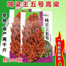 aa吨高梁王五号杂交高粱种子 矮生抗旱高产酿酒早熟红高粱种籽 V吨粱王五号约200g