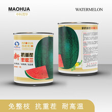 中科茂华可甜可美龙卷风西瓜种子抗重茬红天龙地龙如意瓜王超甜中华蜜宝免整枝打叉懒汉西瓜种籽四季阳台盆栽 抗重茬丰收三50克/盒【懒汉型】