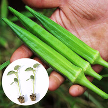 寿禾 卡里巴秋葵种子红黄水果家庭种植种籽农家高产阳台四季盆栽种菜春夏季播种蔬菜苗寿光菜种籽菜籽 黄秋葵苗 5棵