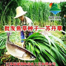 【正常发货】牧草黑麦草种籽多年生墨西哥玉米草种四季养殖牛羊鸡鹅鱼草种籽紫花苜蓿牧草种子甜高粱好客花乡 阿根廷苏丹草种子1斤