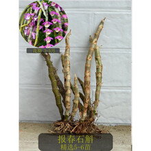 石斛小苗铁皮石斛金钗鼓槌球花天宫报春麝香玫瑰花卉绿植盆栽 报春 精选5-6苗 裸根不带土