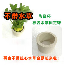 鱼缸水草植物有茎类淡水活体真水草水族箱造景装饰套餐绿宫廷绿菊 陶瓷环(固定水草 神器)1个