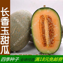 高糖羊角蜜甜瓜甜宝种子 哈密瓜洋香瓜水果籽 春四季高产好吃超甜 进口长香玉甜瓜5粒