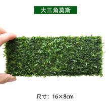 大三角莫斯水草活体摩丝真水草沉木莫丝鱼缸水族箱造景装饰 大三角莫斯1片(16×8cm)