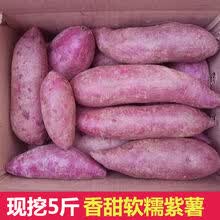 沙地紫薯9斤新鲜当季番薯农家自种板栗小地瓜香红薯山芋蔬菜 2斤小果