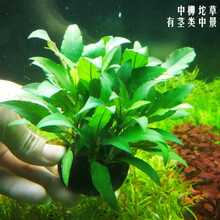 淡水鱼缸活体懒人造景装饰水草入缸成景前中后水草合集水下叶坨草 中柳5CM圆坨无需CO2 中后景有茎类