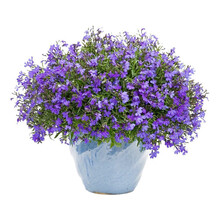 勿忘我花种子 阳台植物套餐花卉绿植四季种易活开花不断室内花草盆栽 六倍利100粒（送盆土）