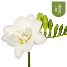 香雪兰种球小苍兰重瓣四季阳台盆栽晚香玉种子室内庭院多年生花卉 白色. 其他