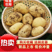 云南新鲜现挖大土豆批发黄心土豆5/10斤马铃薯士豆鲜洋芋土豆 白皮 5斤【中大号】净重