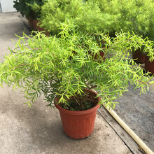 柳树盆栽 商品搜索 京东