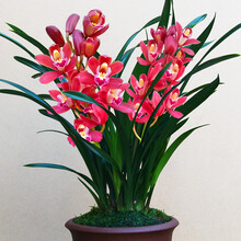兰花【红将军】花苞多颜色艳丽建兰四季兰花盆栽花卉绿植鲜花客厅室内植物兰草兰花苗 红将军7苗