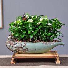 自然空间（ZRKONJN）九里香盆栽植物室内浓香花卉办公室客厅开花好养盆景（千里香如意丛生+蝴蝶+简古4号）