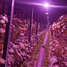 农照50W日光温室大棚植物生长灯花卉瓜果光合作用LED红蓝全光谱补光灯 暖棚葡萄草莓专用QZ方案