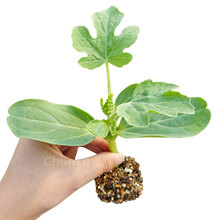 西瓜苗秧8424特大嫁接巨型四季早熟阳台盆栽南方蔬菜水果种子种籽 西瓜苗 20棵 【脆甜非嫁接苗】