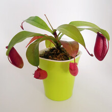 八目尚賞 捕蝇草盆栽新奇趣味捕虫草食人花卉绿植食虫草新奇趣味捕蝇草 猪笼草-红玛丽 带盆栽好