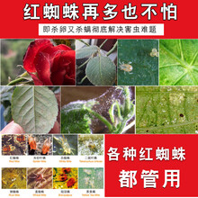 后尧 杀红蜘蛛药杀虫剂高效月季玫瑰绣球茉莉花植物花卉通用除虫剂 爱卡螨 丁氟螨酯10ml+金满枝 联苯肼酯5ml