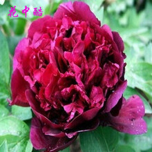 花中酷种子  牡丹种子 四季开花 庭院绿化苗木花种子 牡丹花种子 阳台 盆栽花卉种子 首案红10粒