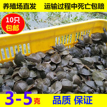 润宝龙外塘甲鱼苗小甲鱼苗水鱼苗王八苗中华鳖生态养殖龙鱼活体 8-10克