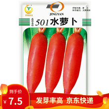 凤鸣雅世  501水萝卜种子小五樱水萝卜种籽老不糠罗卜种春秋易播红皮白肉水果萝卜籽春秋早熟高产四季播 501水萝卜种子30克原装