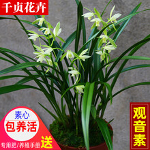 千贞兰花【观音素】建兰四季兰花盆栽花卉绿植鲜花客厅室内植物兰草兰花苗 观音素2苗