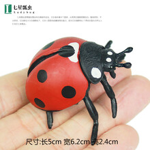 儿童仿真昆虫模型动物玩具蜜蜂独仙角蝴蝶草蜢螳螂七星瓢虫礼物 七星瓢虫