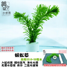 懒人水草真水草绿菊红菊羽毛坨草真水草造景水草小鱼缸水草活水草 蜈蚣草(新手懒人套装)