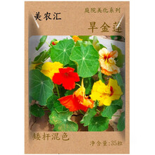 花种子四季播易种易成活格桑花卉种籽阳台盆栽矮杆多年生混色室内花卉种孑重瓣向日葵种子 旱金莲35粒