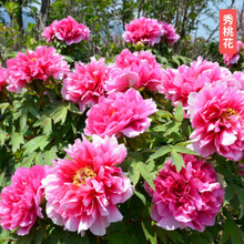 芍药根块四季盆栽花苗耐寒绿植适合冬天种的花卉室内庭院植物带花 S3【芍药三棵】秀桃花 不含盆