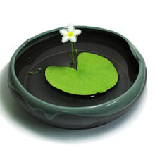 一叶莲 水培植物碗莲室内阳台四季开花浮萍好养活鱼缸水生 青瓷盆+大叶一叶莲