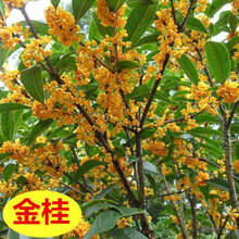 耐寒耐旱嫁接桂花树苗室内金桂丹桂盆栽植物四季桂浓香型花卉盆栽 嫁接5年苗金桂2.5厘米粗 不含盆