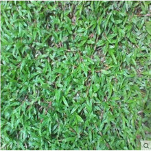 大叶油草种子 大叶油草草籽 护坡大叶油草 四季青草籽 大叶油草/斤