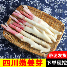 棠鲜生嫩姜新鲜生姜 四川嫩姜新鲜嫩仔姜现挖姜 1500g