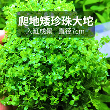 水草植物鱼草缸懒人坨草活体新手入门级无土净化水质不用泥的水草 爬地矮珍珠大坨