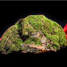 栢晟 松针层孔菌 长白山松针灵芝整枝 松树桑黄菇菌茶  松针层孔菌 松针层孔菌5斤